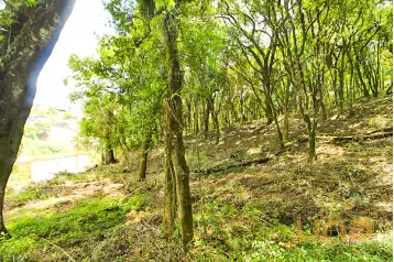 Imobiliária Cilar Vende Terreno no Lamenha Grande com 7.000,71