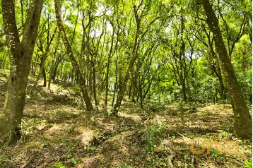 Imobiliária Cilar Vende Terreno no Lamenha Grande com 7.000,71