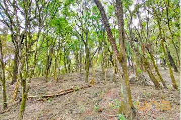 Imobiliária Cilar Vende Terreno no Lamenha Grande com 7.000,71