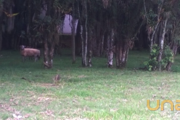 Terreno no UBERABA de 4500,00 m²  - 5971-FT